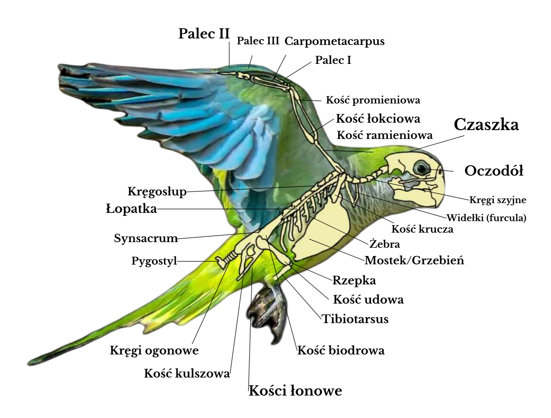 anatomia papugi