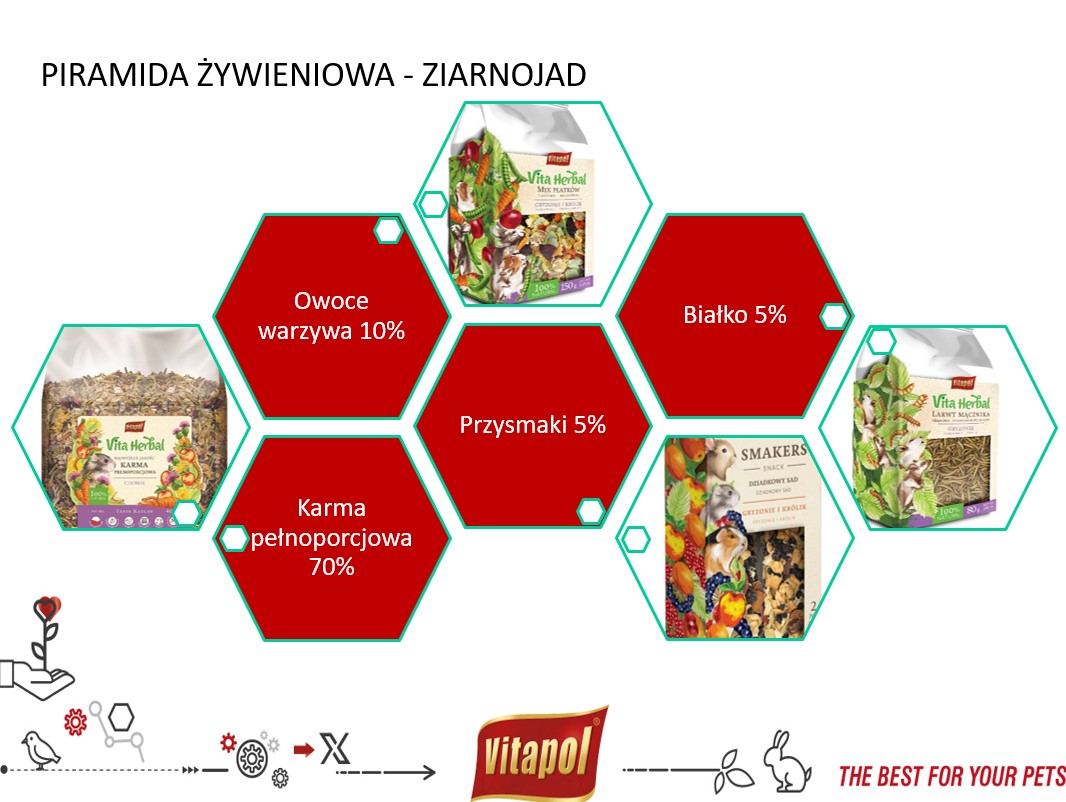 piramida żywieniowa dszczura